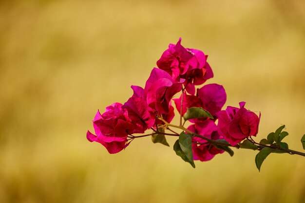 Foto close-up van een roze bloeiende plant