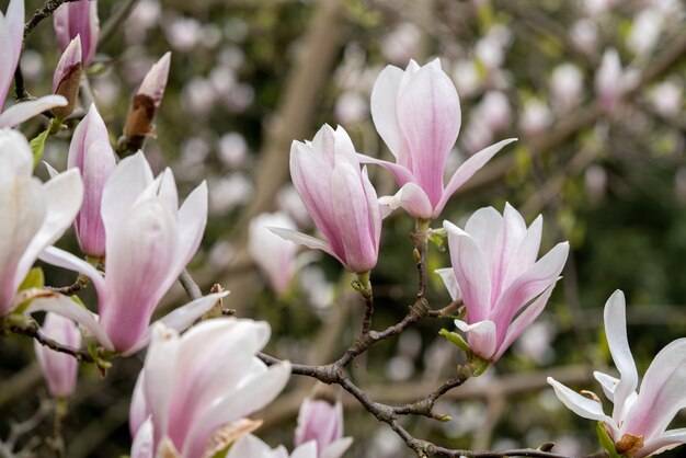 Foto close-up van een roze bloeiende plant