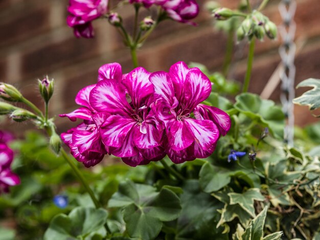 Foto close-up van een roze bloeiende plant