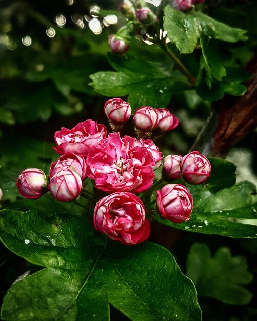 Foto close-up van een roze bloeiende plant