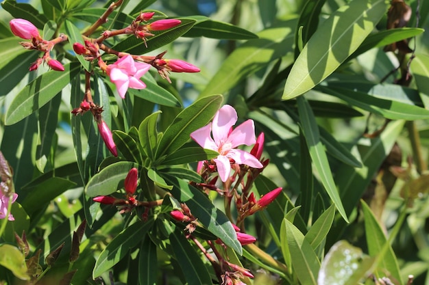 Foto close-up van een roze bloeiende plant