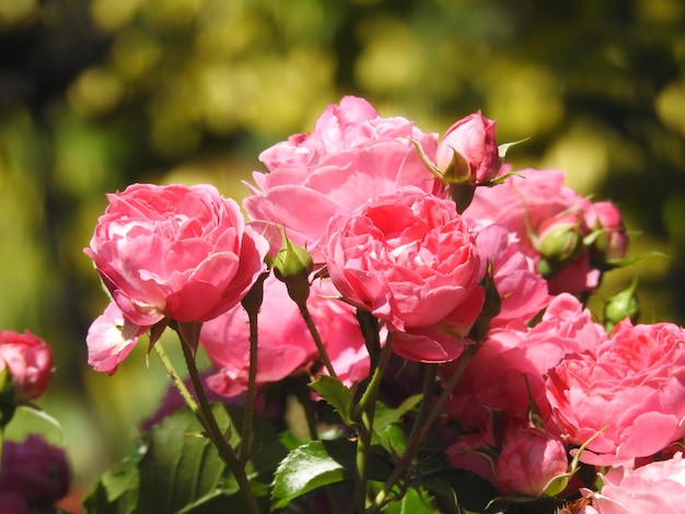 Foto close-up van een roze bloeiende plant