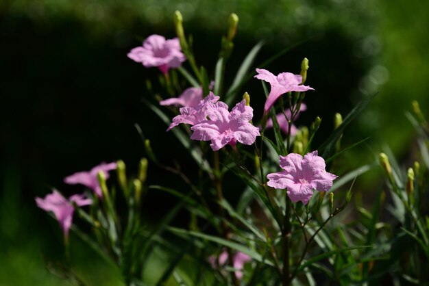 Foto close-up van een roze bloeiende plant