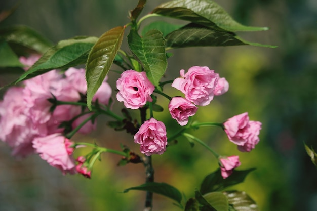 Close-up van een roze bloeiende plant