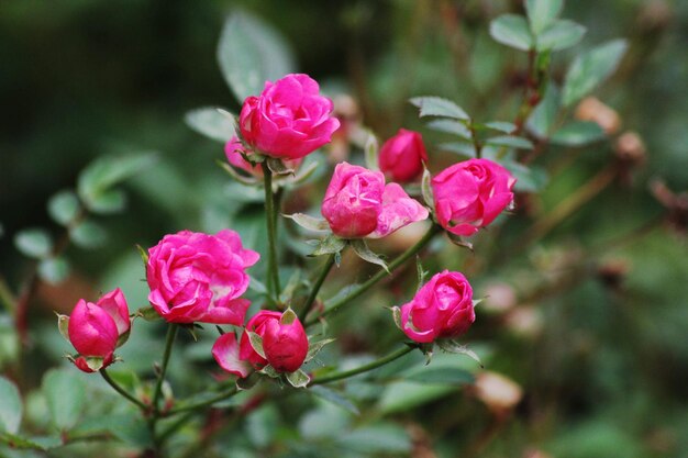 Close-up van een roze bloeiende plant