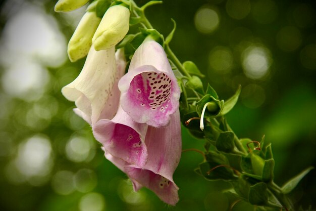 Close-up van een roze bloeiende plant