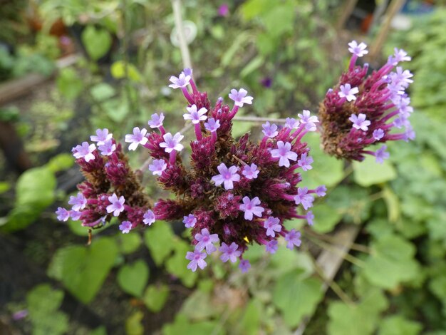 Foto close-up van een roze bloeiende plant