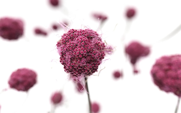 Close-up van een roze bloeiende plant