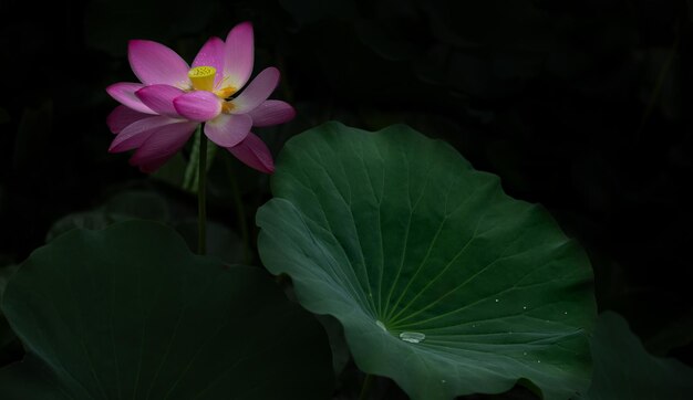 Foto close-up van een roze bloeiende plant