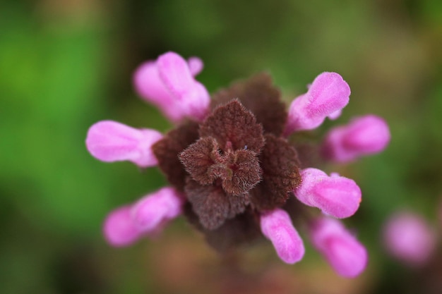 Foto close-up van een roze bloeiende plant