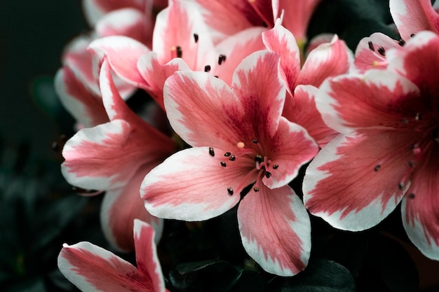 Foto close-up van een roze bloeiende plant