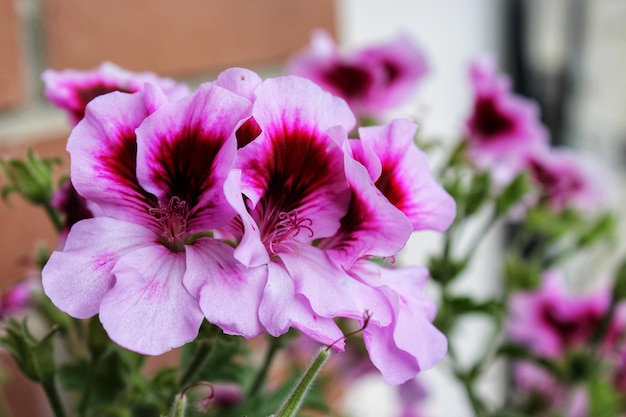 Close-up van een roze bloeiende plant