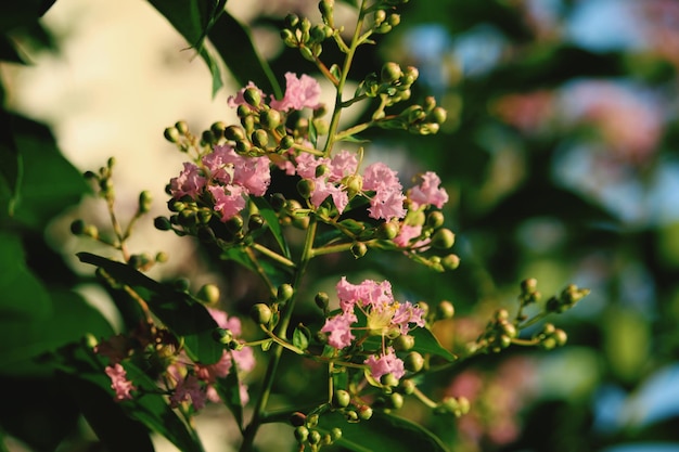 Foto close-up van een roze bloeiende plant