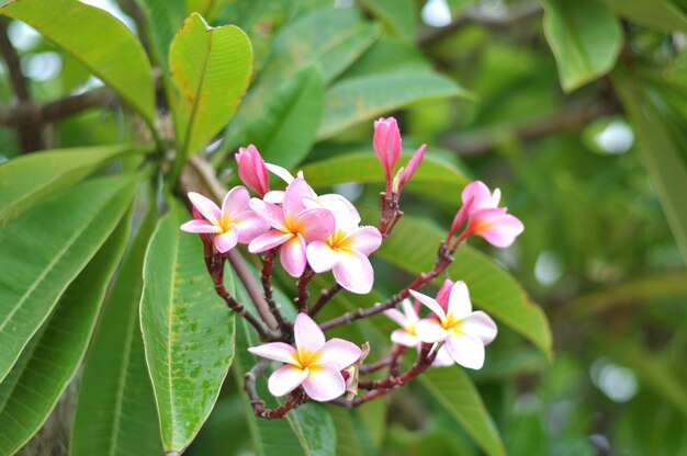 Foto close-up van een roze bloeiende plant