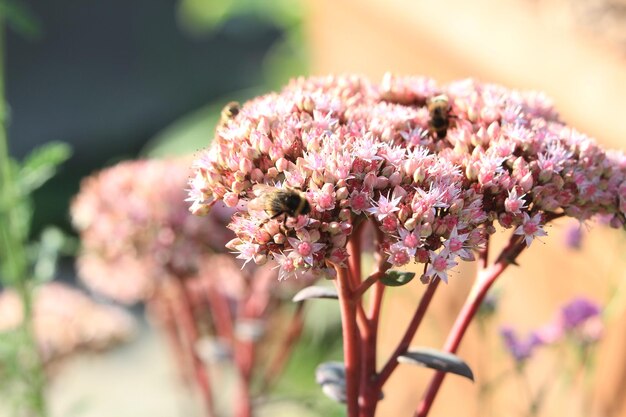 Foto close-up van een roze bloeiende plant