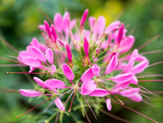 Close-up van een roze bloeiende plant