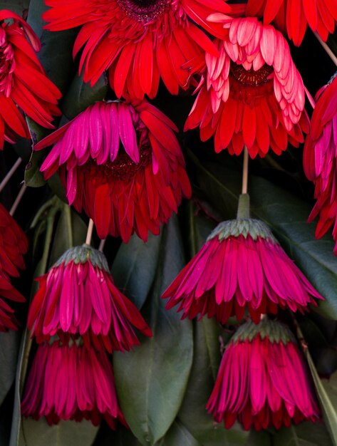 Foto close-up van een roze bloeiende plant