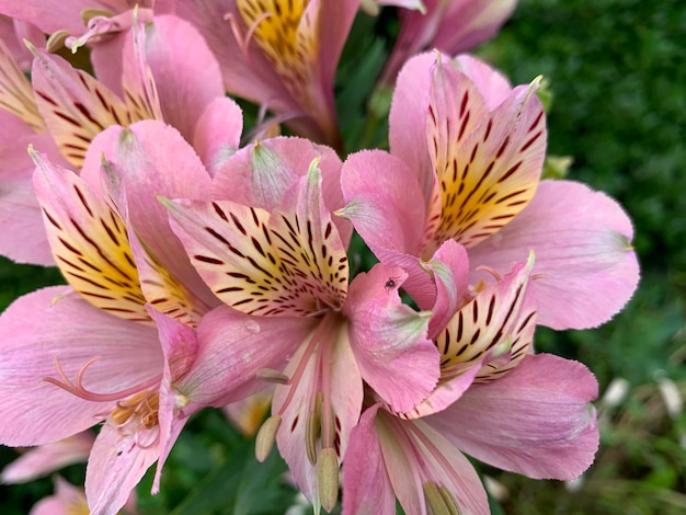 Foto close-up van een roze bloeiende plant