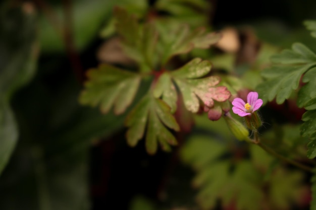 Close-up van een roze bloeiende plant