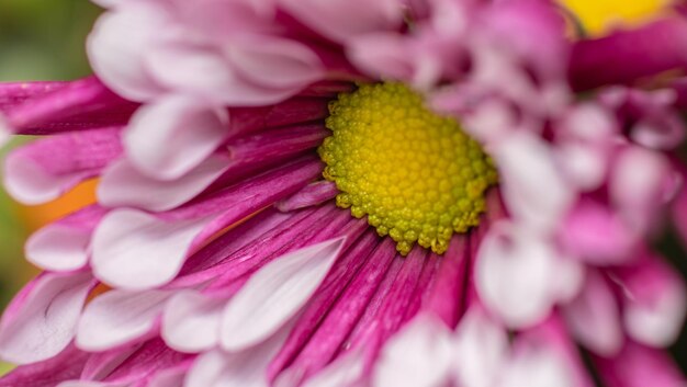 Foto close-up van een roze bloeiende plant