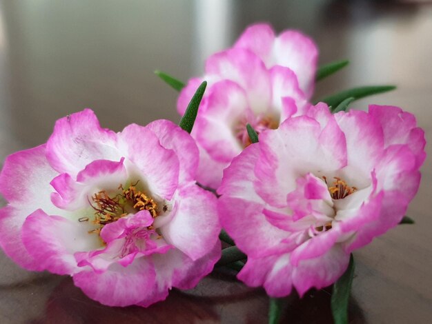 Foto close-up van een roze bloeiende plant