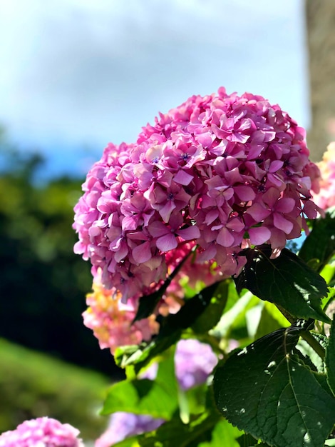 Close-up van een roze bloeiende plant