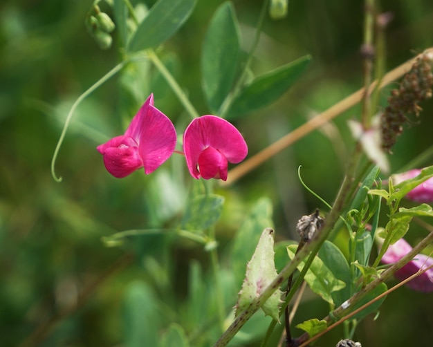 Close-up van een roze bloeiende plant