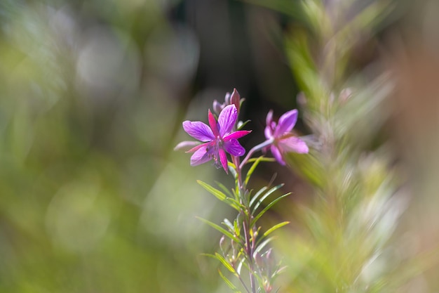 Close-up van een roze bloeiende plant