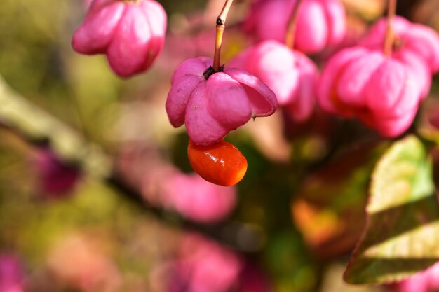 Foto close-up van een roze bloeiende plant