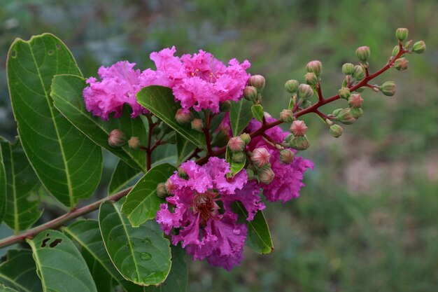 Foto close-up van een roze bloeiende plant