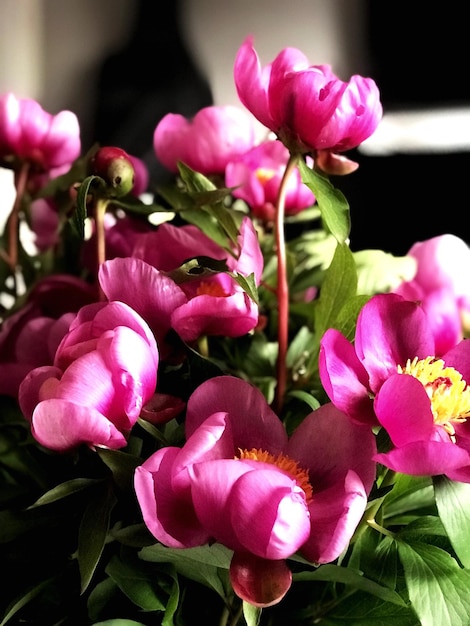 Foto close-up van een roze bloeiende plant