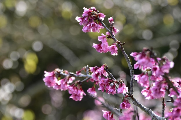 Close-up van een roze bloeiende plant