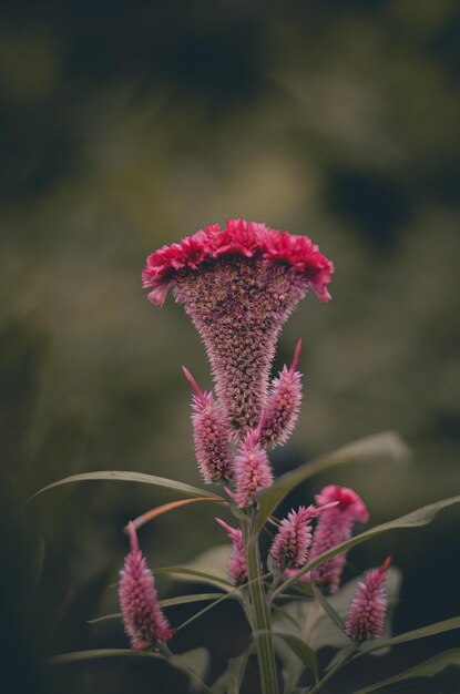 Foto close-up van een roze bloeiende plant