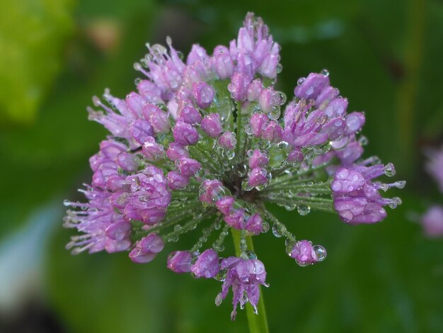 Foto close-up van een roze bloeiende plant