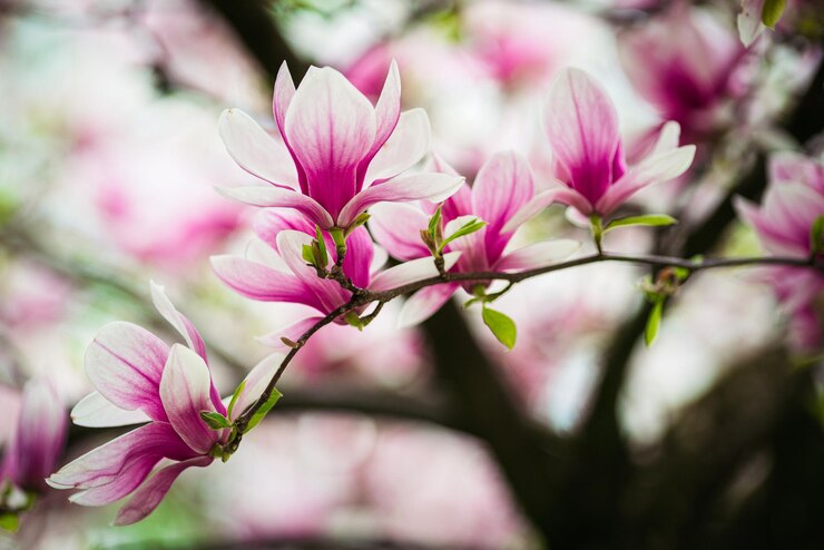 Foto close-up van een roze bloeiende plant