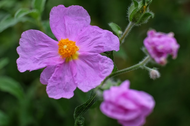 Foto close-up van een roze bloeiende plant