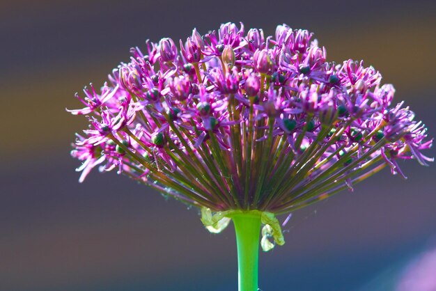 Foto close-up van een roze bloeiende plant