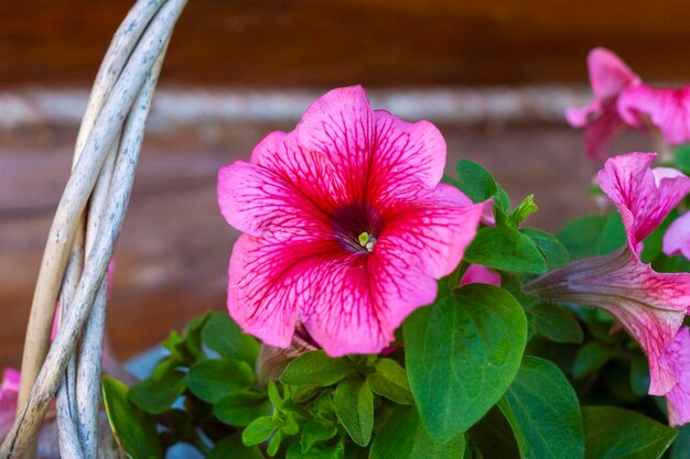 Foto close-up van een roze bloeiende plant