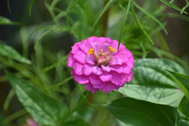 Foto close-up van een roze bloeiende plant