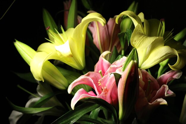 Close-up van een roze bloeiende plant