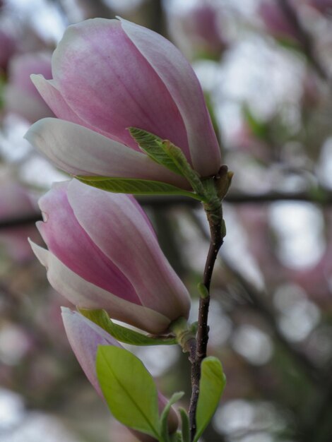 Foto close-up van een roze bloeiende plant