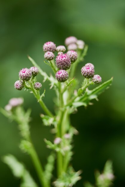 Foto close-up van een roze bloeiende plant