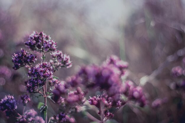 Close-up van een roze bloeiende plant