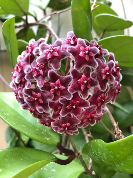 Foto close-up van een roze bloeiende plant