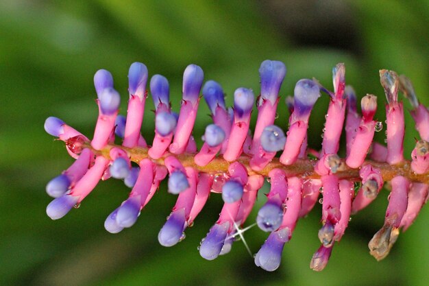 Foto close-up van een roze bloeiende plant