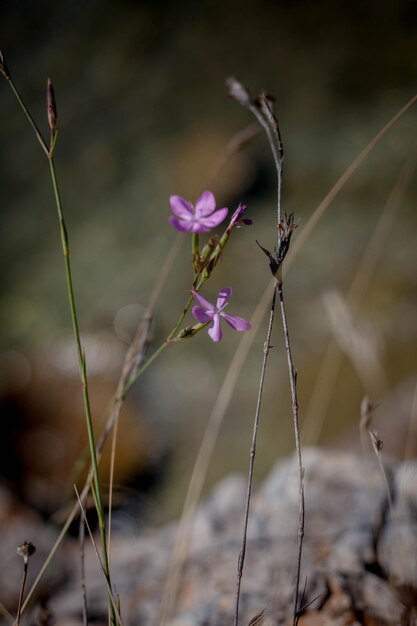 Close-up van een roze bloeiende plant