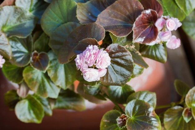 Close-up van een roze bloeiende plant