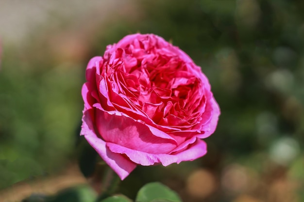 Close-up van een roze bloeiende plant