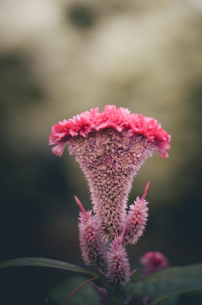 Close-up van een roze bloeiende plant