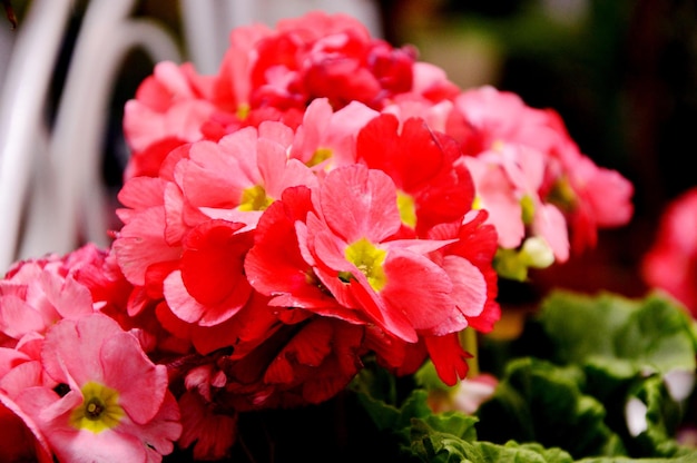 Close-up van een roze bloeiende plant